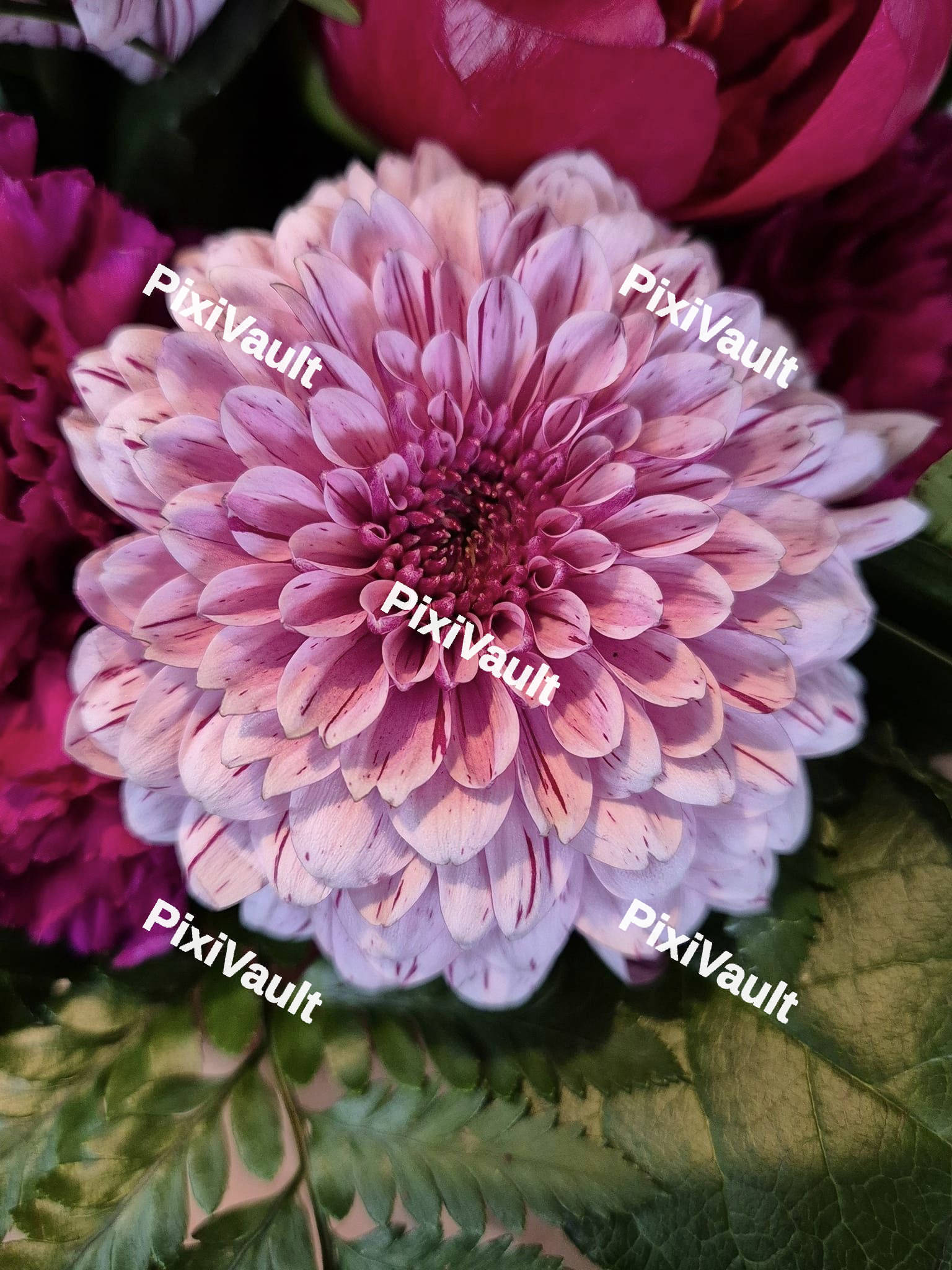 Pink Dahlia flower